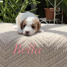 Cavapoo Puppies from Loyal Paws 4 Life