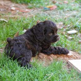 Ellie - Brown female Cocker Spaniel puppy in Winston Salem, North Carolina from Cocker Cottage