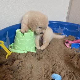 Puppy - Golden Retriever puppy in Linden, Michigan from High Society Farm