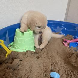 Puppy - Golden Retriever puppy in Linden, Michigan from High Society Farm
