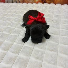 Millie - Chocolate brindle female Havapoo puppy in Brookings, South Dakota from Hofer Pups