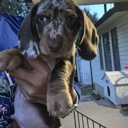Boy 1 - Dapple male Dachshund puppy in Stilwell, Oklahoma from Hoop's Dachshund