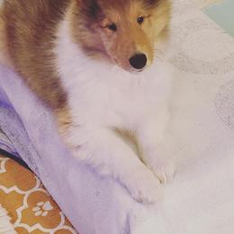 Collie Puppies from Plum Creek Collies