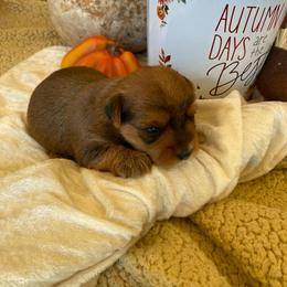 Yorkshire Terrier Puppies from WiseGuys Love Yorkies