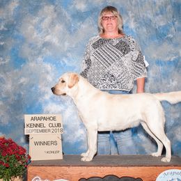 Labrador Retriever All Grown Up from Timber's Labradors