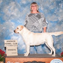 Labrador Retriever All Grown Up from Timber's Labradors
