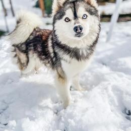 Rogue - Pomsky
