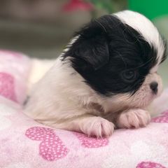 Girl 3 - Sable and white female Japanese Chin puppy in Clark County, Nevada from My Pride Poodles & Japanese Chins