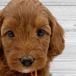 Snickerdoodle (Orange Collar) - Apricot Goldendoodle puppy in St. Joseph, Missouri from Majestic Rose Goldendoodles, LLC