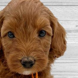 Snickerdoodle (Orange Collar) - Apricot Goldendoodle puppy in St. Joseph, Missouri from Majestic Rose Goldendoodles, LLC