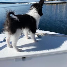Boxer and Papillon Puppies from Tradition Boxers and Papillons