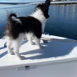 Boxer and Papillon Puppies from Tradition Boxers and Papillons