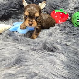 Boy 1 - Chocolate and tan male Yorkshire Terrier puppy in Belpre, Ohio from Blackwoods Yorkies