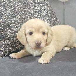 Branch - Cream male Dachshund puppy in Ocala, Florida from Chelsey Reynolds Tellier