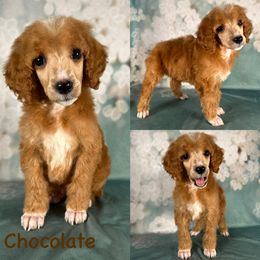 Chocolate - Red  male Poodle puppy in Swansboro, North Carolina from Monarch Standard Poodles