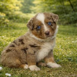 Forest - Red merle male Australian Shepherd puppy in Howardsville, Virginia from Spectacular Aussies and Cavaliers