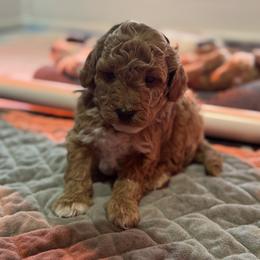 Howie - Brown male Bernedoodle puppy in Gainesville, Florida from Alyssa Xxweetdoodles