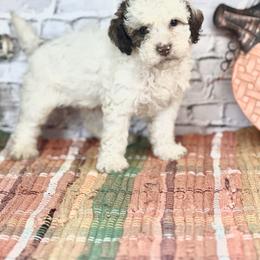 Carl - Brown and white male Cockapoo puppy in Moulton, Iowa from Shondel Puppy Paws