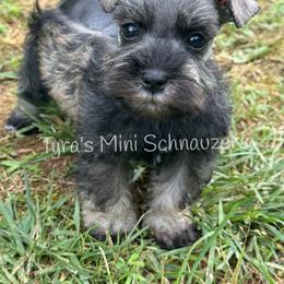 Boy 4 - Salt and pepper male Miniature Schnauzer puppy in Kentucky from Tyra's Mini Schnauzers