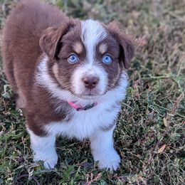 Australian Shepherds from Mountain Run Australian Shepherds
