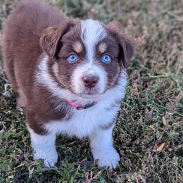 Australian Shepherds from Mountain Run Australian Shepherds