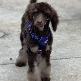 Clover - Phantom Poodle puppy in Grand Prairie, Texas from Dallas Paw Connect