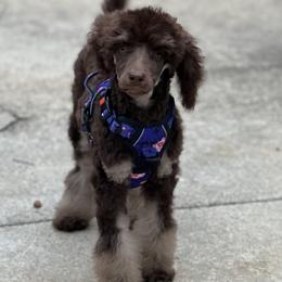 Clover - Phantom Poodle puppy in Grand Prairie, Texas from Dallas Paw Connect