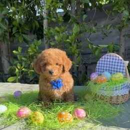 Blue - Red  Goldendoodle puppy in Altadena, California from Dena Hills
