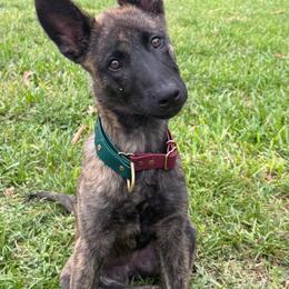 Belgian Malinois and Dutch Shepherd Puppies from Berserker Malinois Kennel