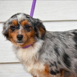Estella - Toy Australian Shepherd