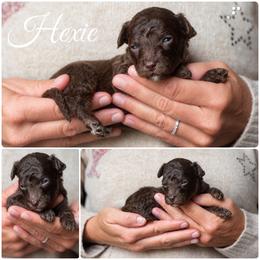 Hexie - Phantom female Goldendoodle puppy in Woodruff, South Carolina from Crooked Creek Doodles and Poodles