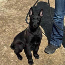 Ash - Black female Belgian Malinois puppy in Cascade, Iowa from Platinum K9S