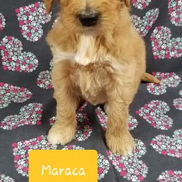 Bernedoodle, Goldendoodle, and Poodle Puppies from Granton Creek