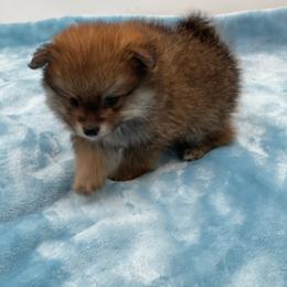 Nugget 1550 CKC - Chocolate parti male Pomeranian puppy in Douglas, Georgia from Heartland small breeds