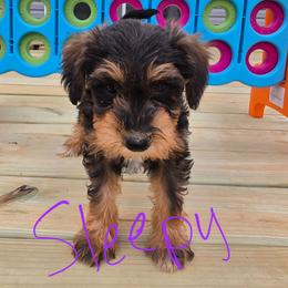 Sleepy - Sable female Schnoodle puppy in Perry, Arkansas from Central AR Schnoodles