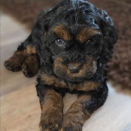 Ashy - Black and tan female Cockapoo puppy in Indiahoma, Oklahoma from Phamily Doodles