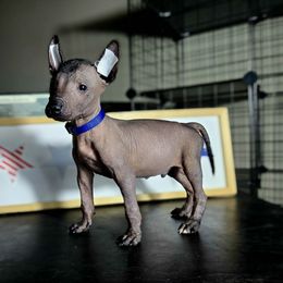 Boy 4 - Liver male Xoloitzcuintli puppy in Myakka, Florida from Experience The Wild