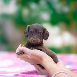 Sandy - Chocolate and tan female Dachshund puppy in Fort Myers, Florida from Blossom Paws