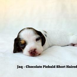 Jaq - Piebald male Dachshund puppy in Quitman, Mississippi from S-and-A Kennels