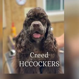 Creed - Cocker Spaniel