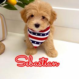 Sebastian - Apricot male Maltipoo puppy in Buford, Georgia from Petite Posh Puppies