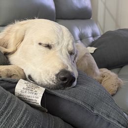 Golden Retrievers from Golden Care Golden Retrievers