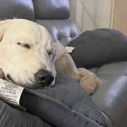 Golden Retrievers from Golden Care Golden Retrievers