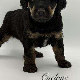 Cyclone - Phantom male Poodle puppy in Wheatland, California from Sapphire Ridge Poodles