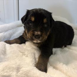 Bean - male Golden Mountain Dog puppy in Seville, Ohio from Retriever Ranch