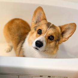 Pembroke Welsh Corgi puppies from BellamyHills Corgis