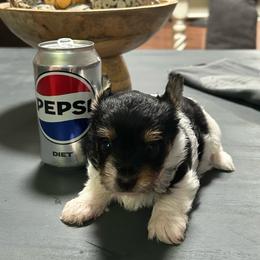Little Willow(2000) - Parti female Yorkshire Terrier puppy in Douglas, Georgia from Southern Georgia Yorkies and biewers