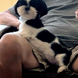 Paris - Black and white female Shih Tzu puppy in Redmond, Oregon from Jazzie Shih Tzu
