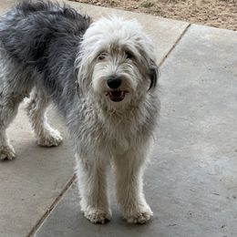 Old English Sheepdog Puppies from Heavinly Blessings Farm Pups - Old English Sheepdog Puppies