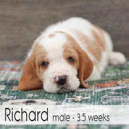 Richard - Red and white male Basset Hound puppy in Jefferson City, Missouri from Triple Hill Farm